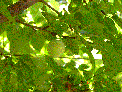 Fruttifero spontaneo